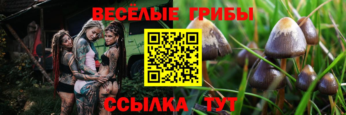 Сокол  Псилоцибиновые грибы Cubensis  Вход с VPN 